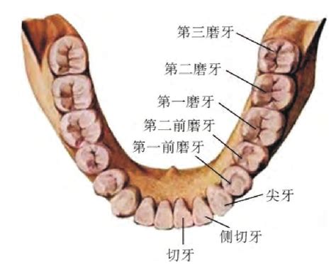 大牙位置